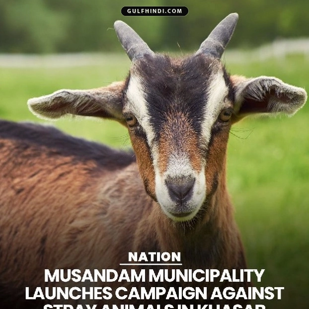 Musandam Municipality का बड़ा फैसला, खसब में आवारा जानवरों पर चलेगा अभियान, नियमों की अनदेखी पर लगेगा जुर्माना